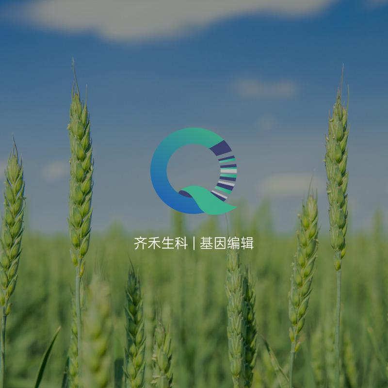 齊禾生(sheng)科(ke)全新(xin)官網建(jian)設(shè)